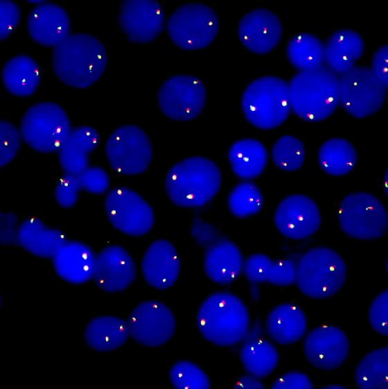 FISH-63X-Z-Stack-web-page