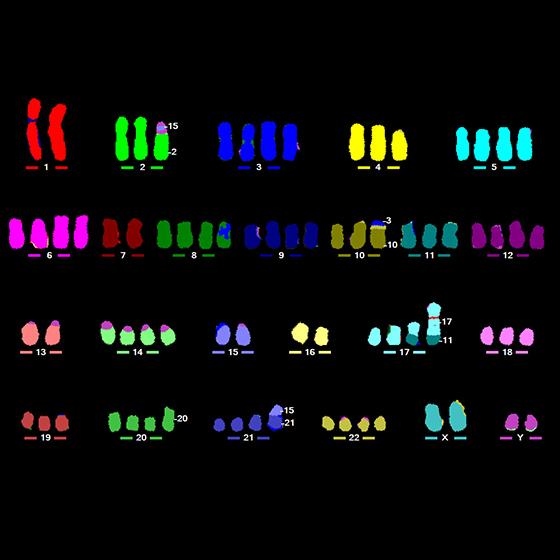 CytoVision-DX-M-FISH-560x560