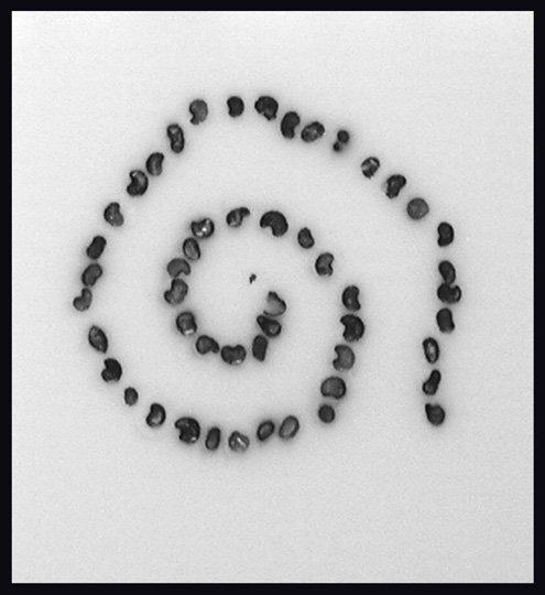 Figure 11. Poppy seed snail. Trimmed block of 51 poppy seeds embedded in a spiral. In an analogous situation using 51 tiny tissue samples, a frozen section could be taken at this level while preserving all 51 specimens for permanent section. Figure 11. Poppy seed snail. Trimmed block of 51 poppy seeds embedded in a spiral. In an analogous situation using 51 tiny tissue samples, a frozen section could be taken at this level while preserving all 51 specimens for permanent section.