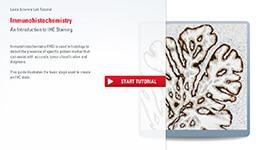 Immunohistochemistry: An Overview + Steps to Better IHC Staining