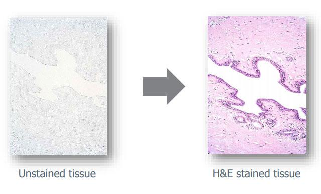 Unstained Tissue H&E Stained Tissue