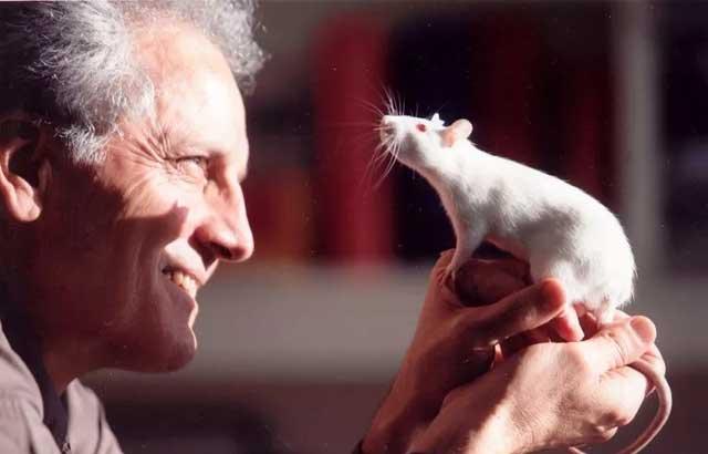 navigator-through-the-brain-stereotaxic-atlases-for-neuroscience-research-640x410