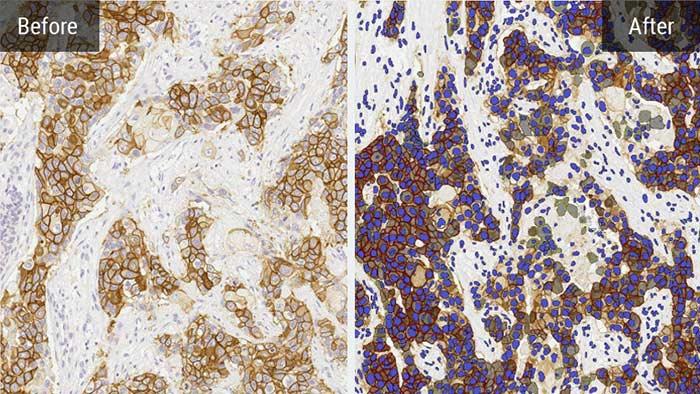 halo-Leverage-Integrated-AI-Tools