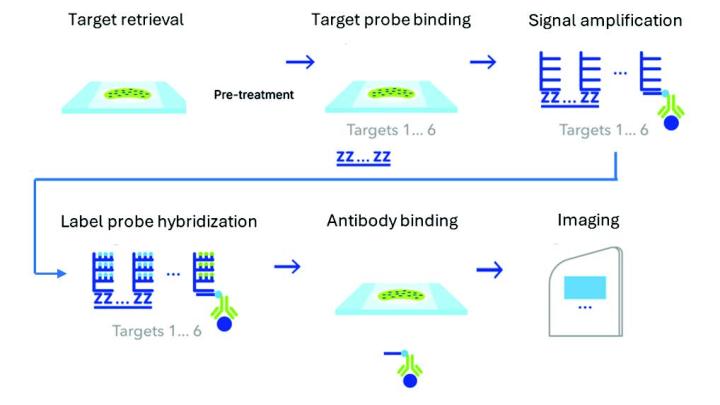 RNAscope Multiomic LS Assay Schematic Diagram