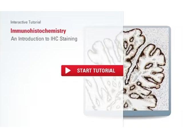 immunohistochemistry-an-overview-steps-to-better-ihc-staining-640x480
