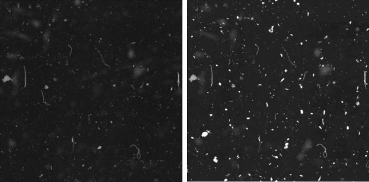 Study-on-the-performance-of-different-cover-glasses-in-microscopy-measurement-of-surface-scratches-and-contamination-image-25