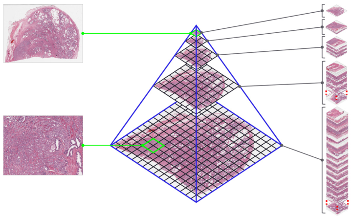 DICOM Whole Slide Image Structure