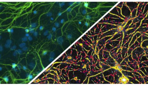 halo-Branch-Structure-FL