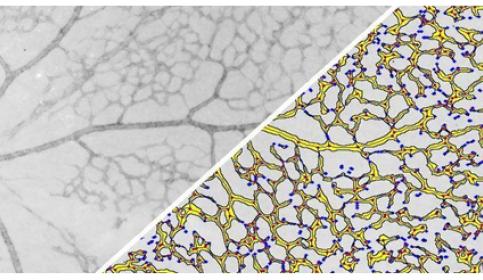halo-Branch-Structure