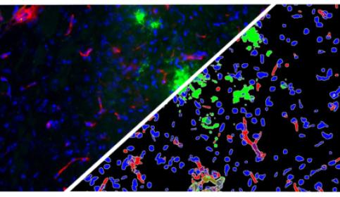 halo-Object-Colocalization-FL