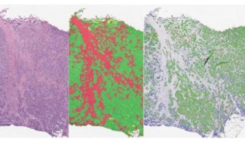 halo-Serial-Section-Analysis-Add-on