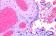 HistoCore SPECTRA ST Stainer
