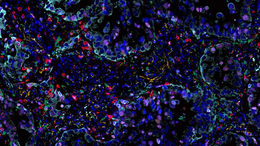 Extensive-Flexibility-750x410